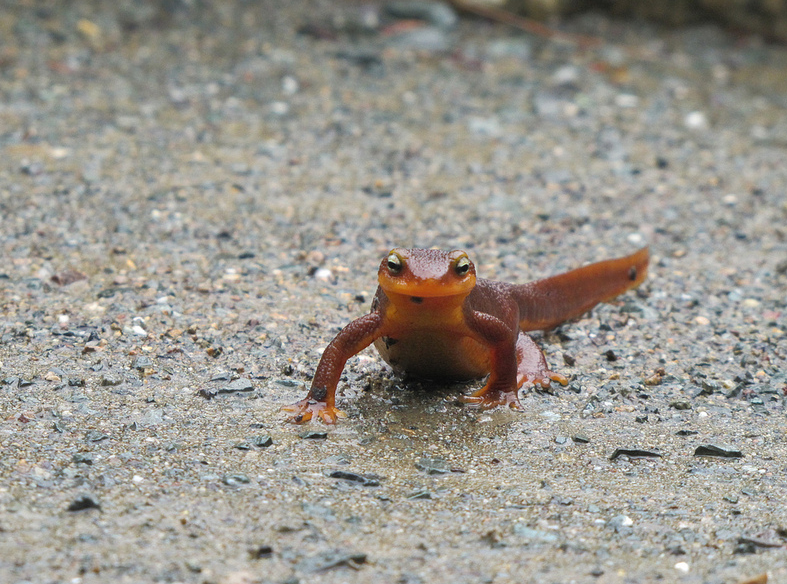 South Park Drive in Tilden to close for 5 months to protect newts