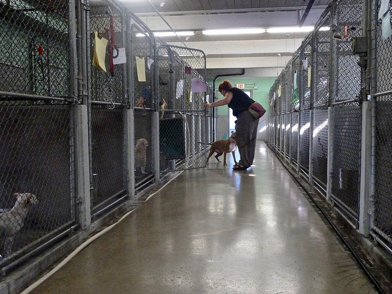 Berkeley animal shelter workers face abuse from puppy snatchers, pickaxe threats
