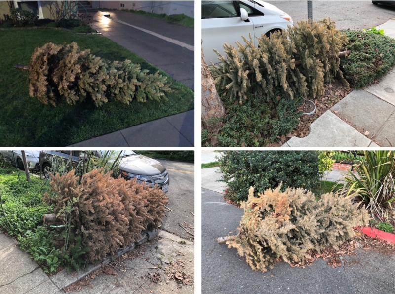 Ready to dispose of your Christmas tree? Here's how