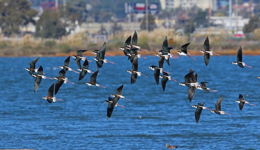 Bird flu cases are rising in the Bay Area. Here’s what you should know.