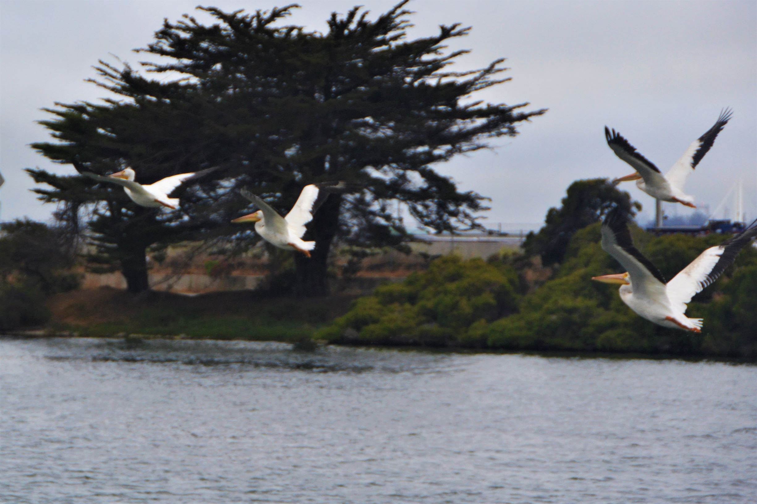 Man, woman found dead Sunday in Berkeley's Aquatic Park