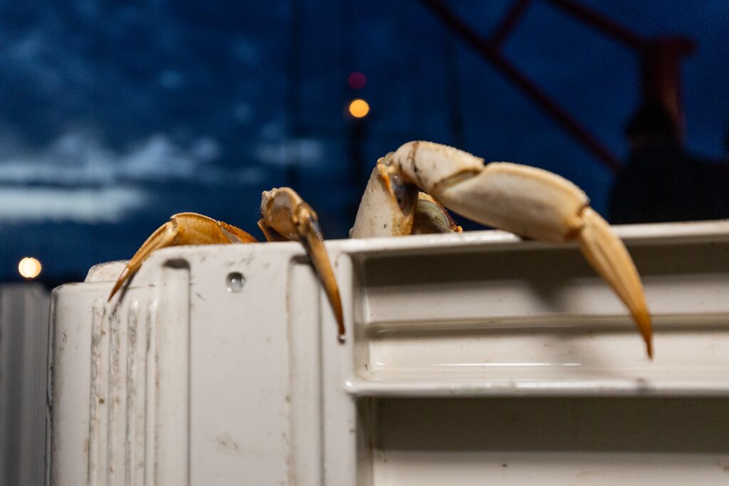It's really scary': The existential crisis of a Bay Area crabber