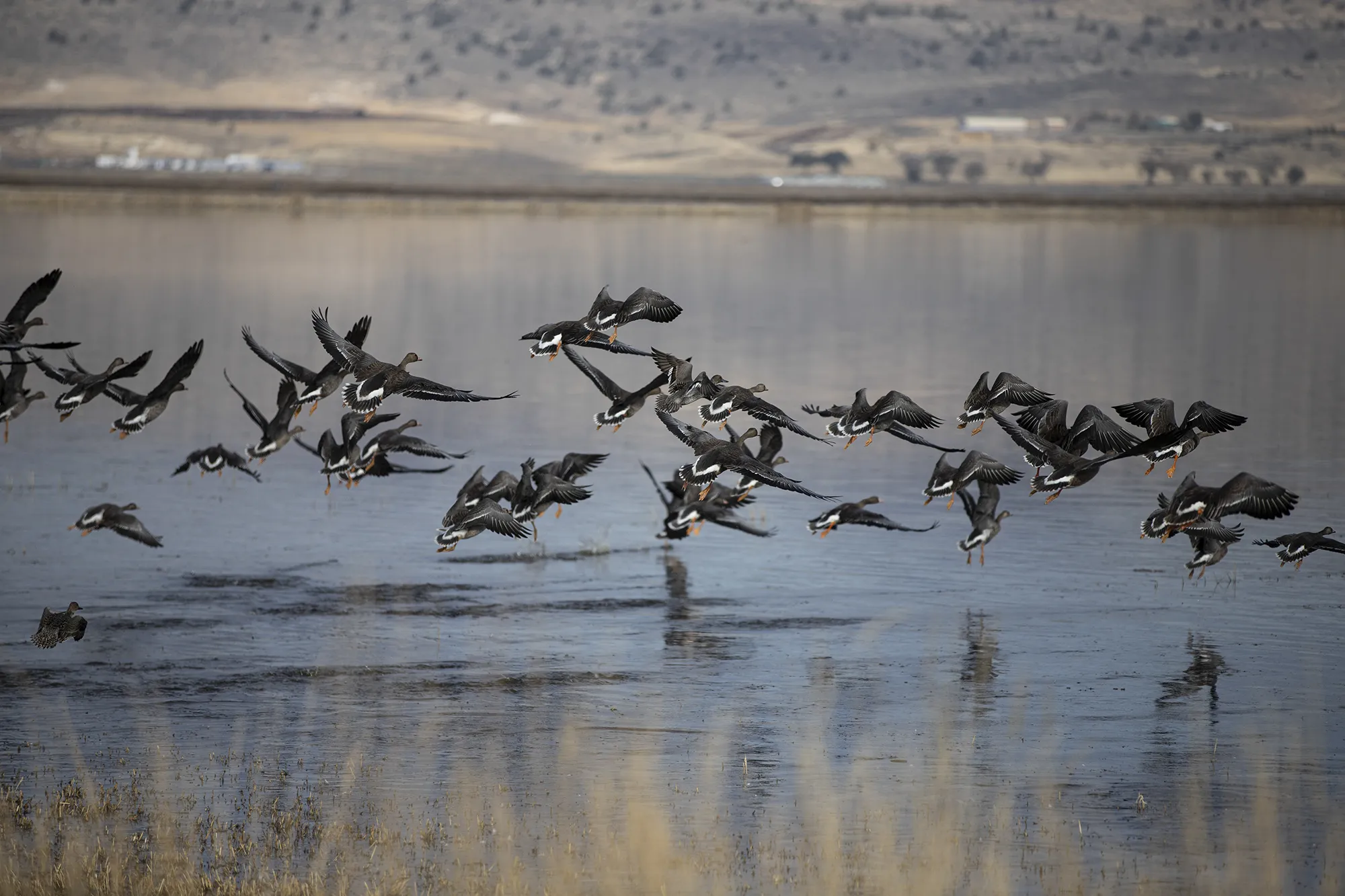 A child in Alameda County tested positive for bird flu. The case differs from others in the state.