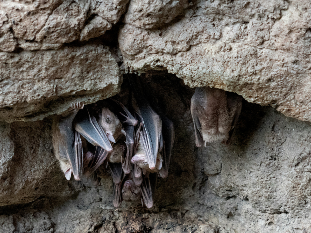 Around Berkeley: Meet some bats, sketch wildlife at the waterfront
