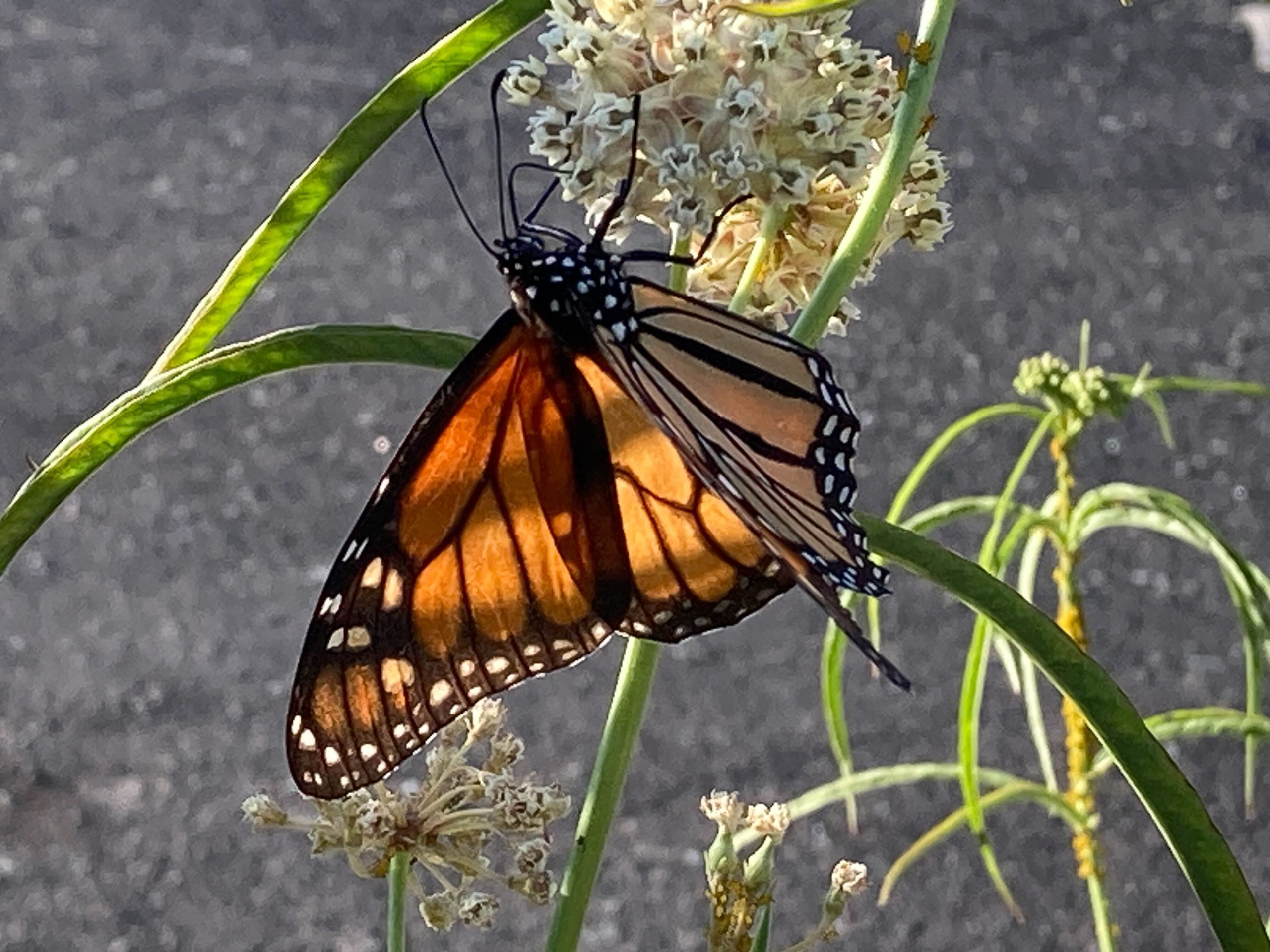 Monarch butterflies could gain threatened species status