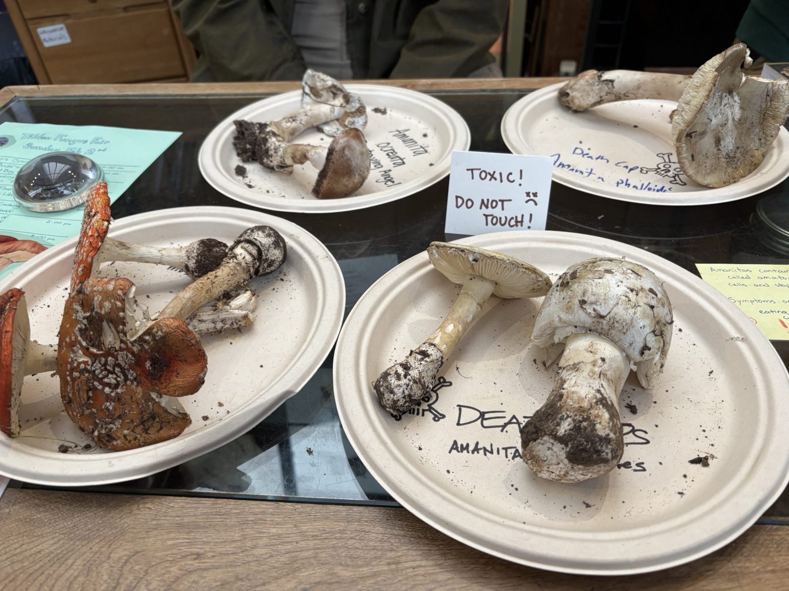 Know your deadly mushrooms this rainy season