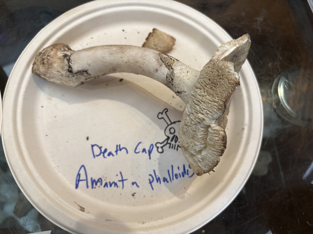 After mushroom poisonings, California says ‘don’t forage.’ What to know about death caps