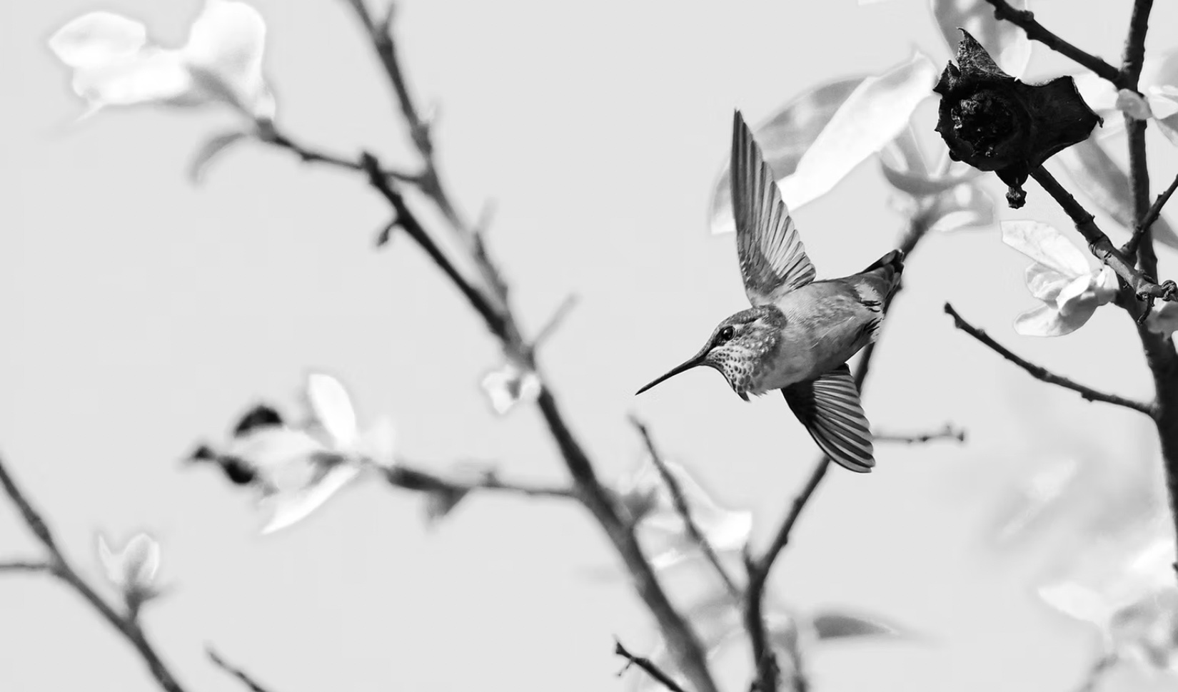 After break-in, Looking Glass Photo thanks supporters with free bird photography class
