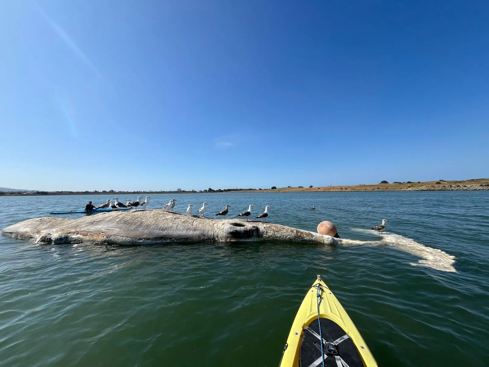 San Francisco Bay turns to AI to avoid collisions between ships and whales