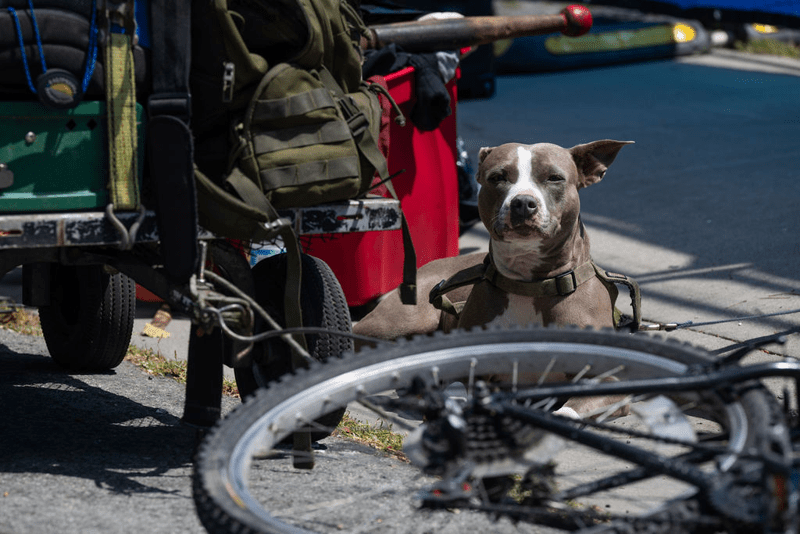 Leptospirosis outbreak in Berkeley: What’s the risk to people and pets?