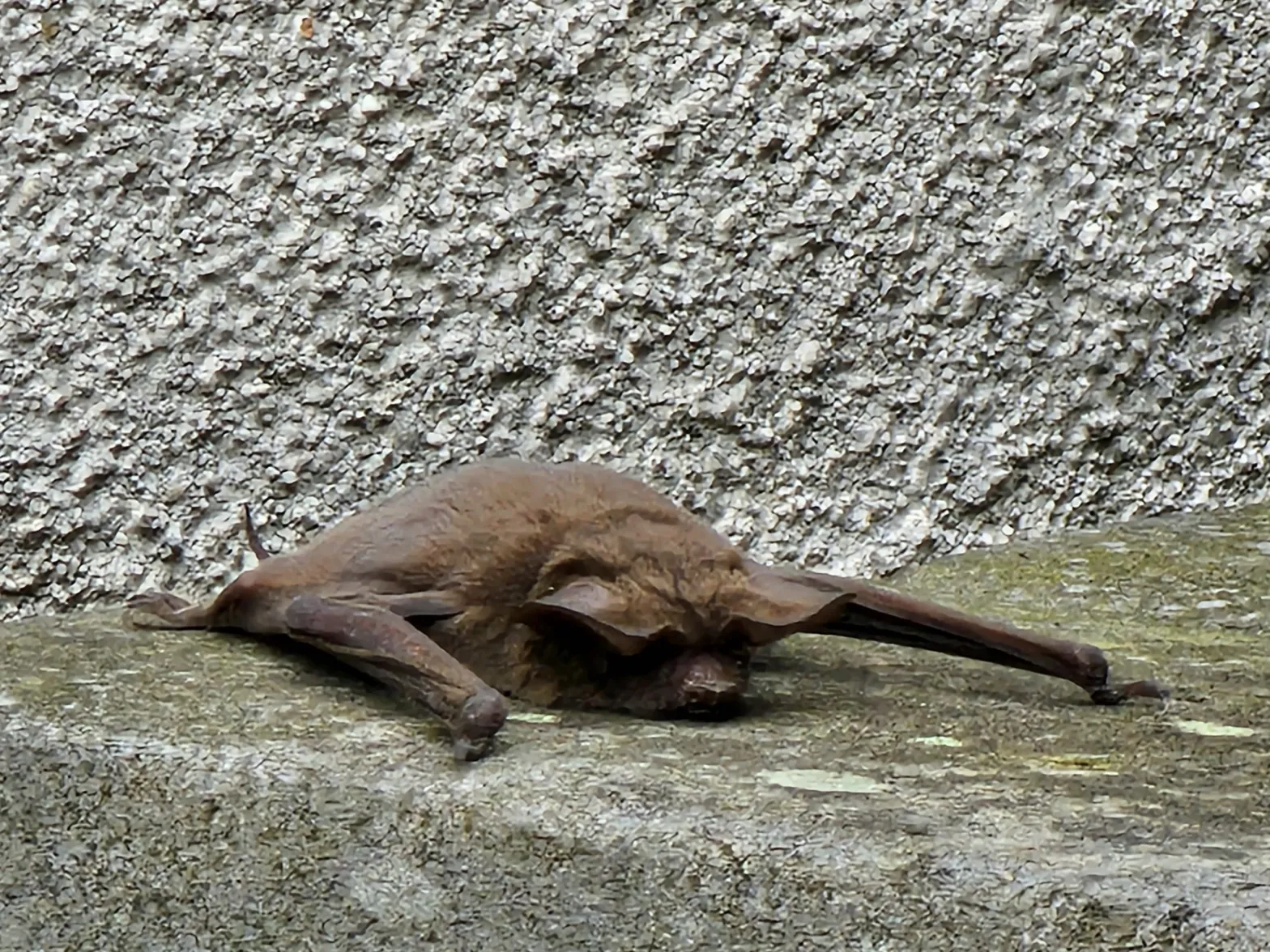 Berkeley sees uptick in rabid bat cases - Berkeleyside