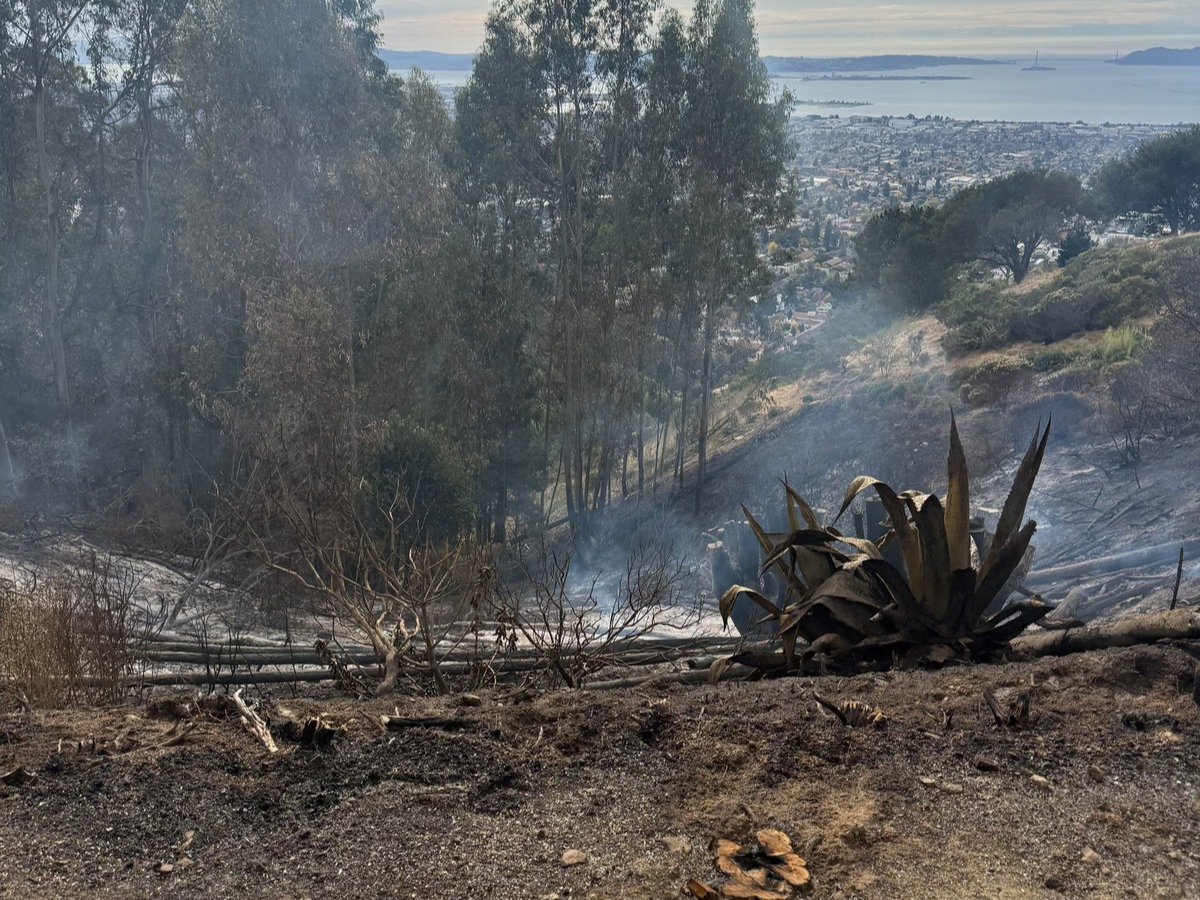 Berkeley Hills vegetation fire under control, police say